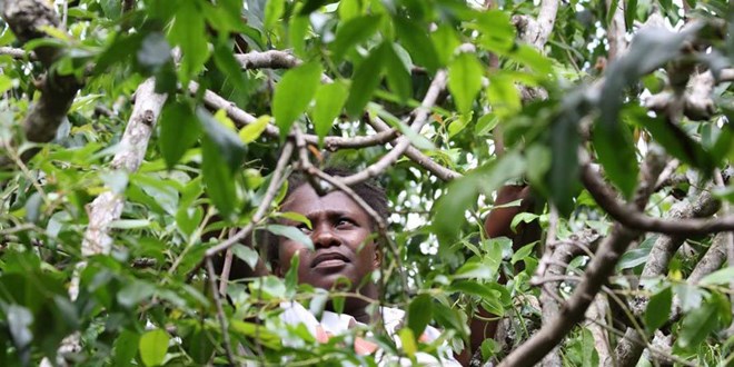 The Foreign Affairs ministry will now deal with the standoff between Kenya and Somalia over miraa imports from Nairobi. FILE PHOTO | NMG