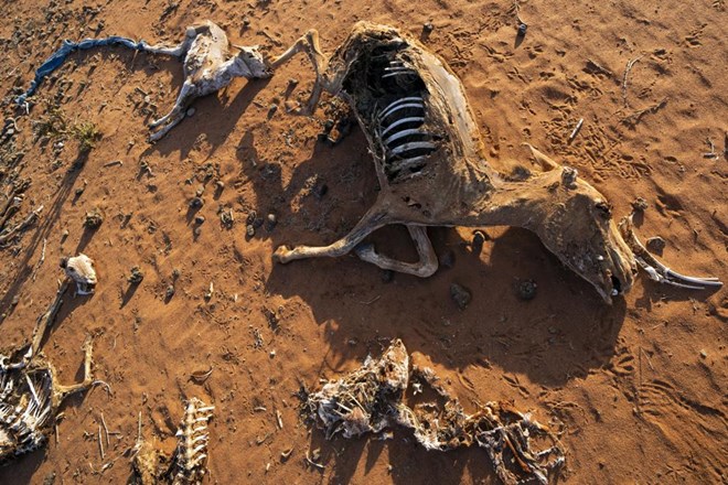 The remains of dead livestock and a donkey are scattered at a camp for displaced people on the outskirts of Dollow, Somalia on Wednesday, Sept. 21, 2022. Somalia has long known droughts, but the climate shocks are now coming more frequently, leaving less room to recover and prepare for the next. (AP Photo/Jerome Delay)